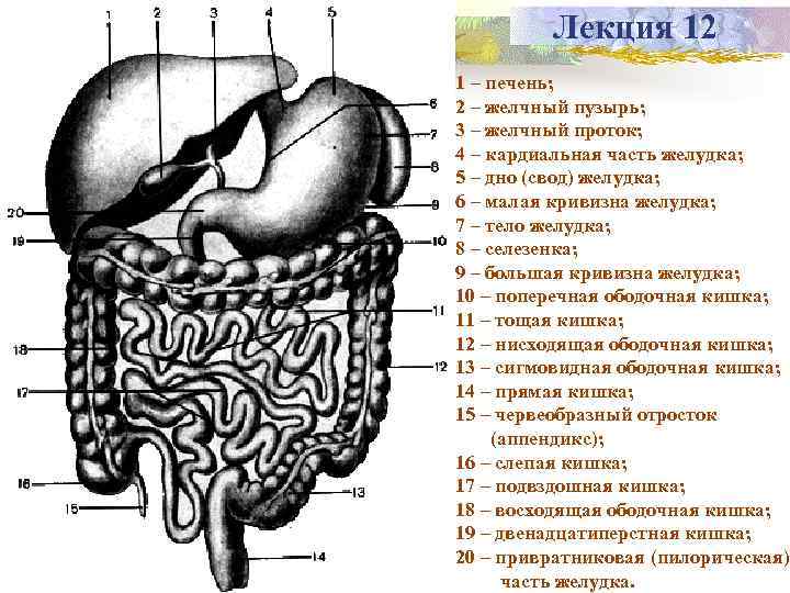 Лекция 12 1 – печень; 2 – желчный пузырь; 3 – желчный проток; 4