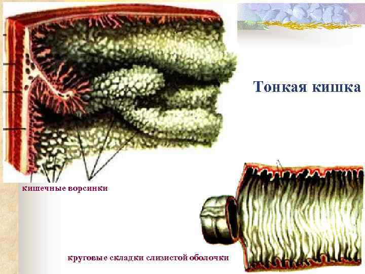 Тонкая кишка пластика