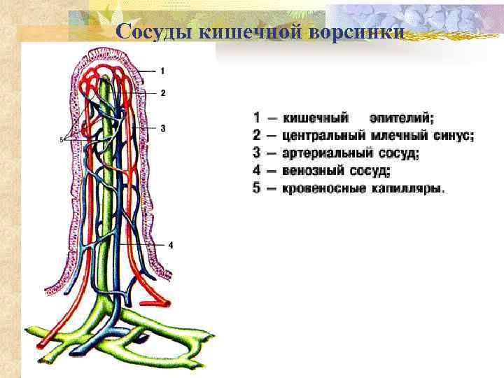 Сосуды кишечной ворсинки 