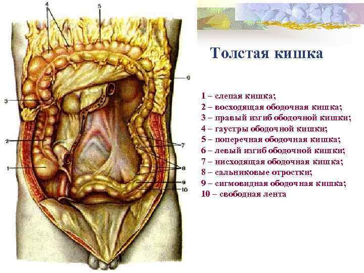 Толстая кишка 1 – слепая кишка; 2 – восходящая ободочная кишка; 3 – правый