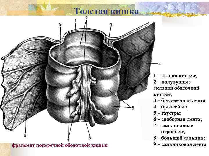 Сальниковые отростки