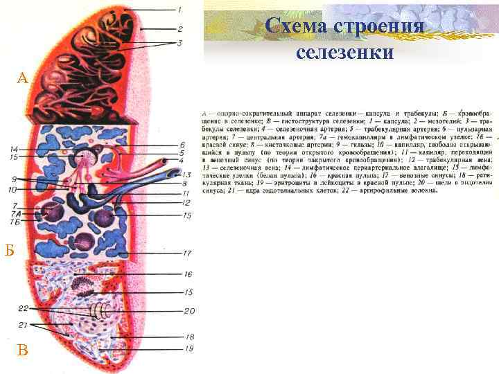 Селезенка препарат рисунок