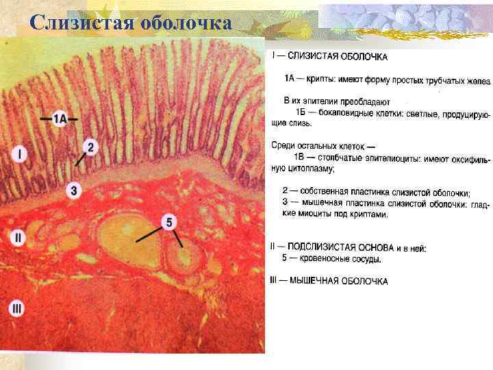 Слизистая оболочка это