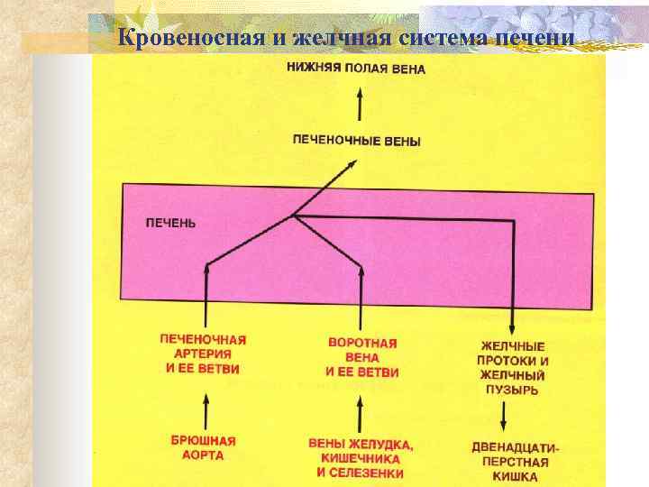 Кровеносная и желчная система печени 