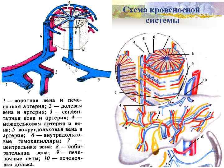 Ири передний край