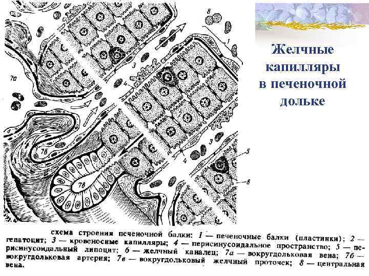 Схема строения печеночной дольки