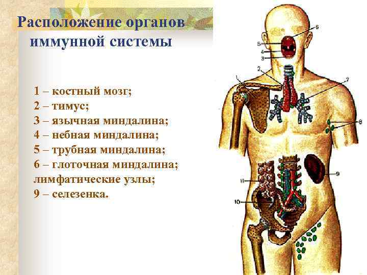 Расположение органов иммунной системы 1 – костный мозг; 2 – тимус; 3 – язычная