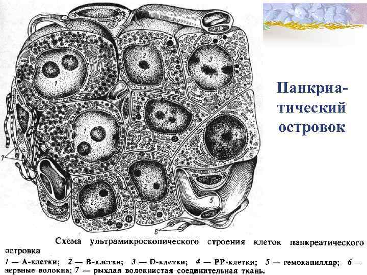 Панкриатический островок 