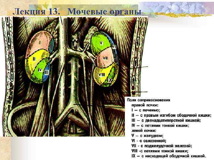 Лекция 13. Мочевые органы 