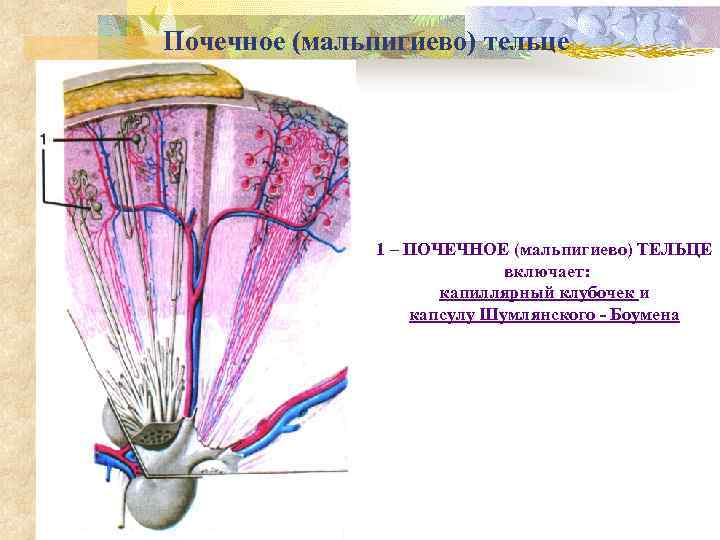 Почечное (мальпигиево) тельце 1 – ПОЧЕЧНОЕ (мальпигиево) ТЕЛЬЦЕ включает: капиллярный клубочек и капсулу Шумлянского