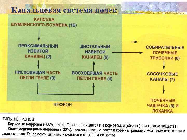 Канальцевая система почек 