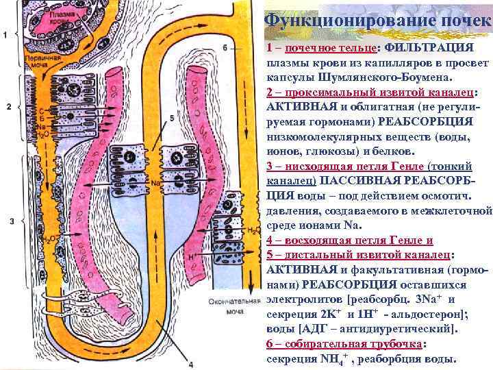 Функционирование почек 1 – почечное тельце: ФИЛЬТРАЦИЯ плазмы крови из капилляров в просвет капсулы