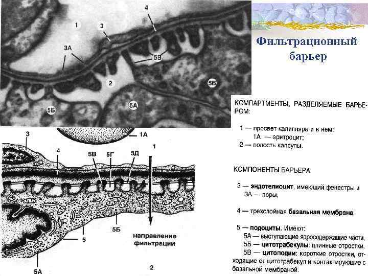 Фильтрационный барьер 