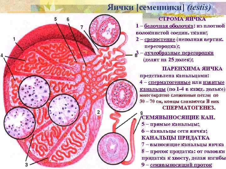 Фрагменты стромы