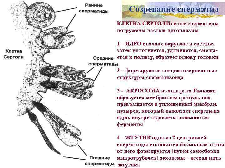 Созревание сперматид КЛЕТКА СЕРТОЛИ: в нее сперматиды погружены частью цитоплазмы 1 – ЯДРО вначале