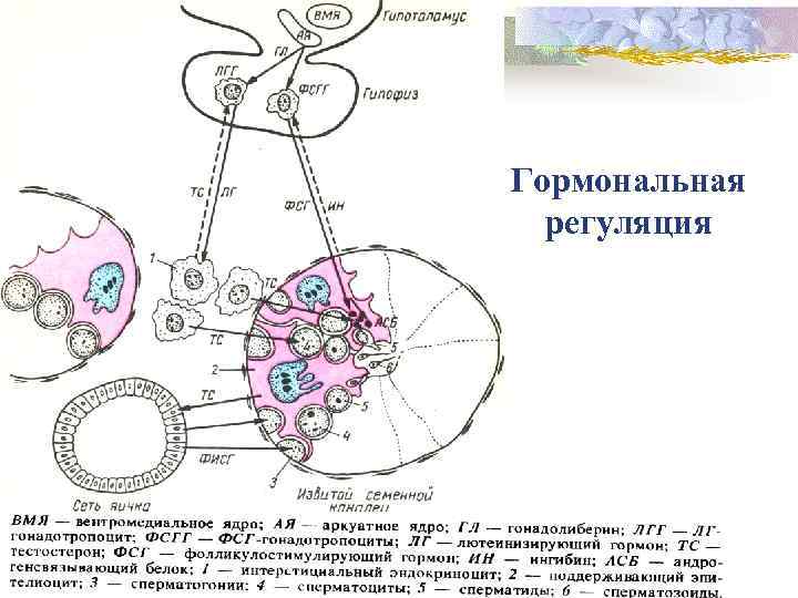 Гормональная регуляция 