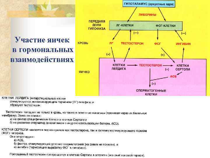 Участие яичек в гормональных взаимодействиях 