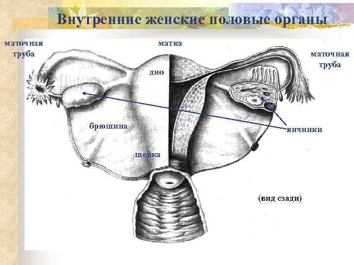 Матка орган