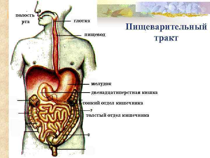 Пищевод обозначен на рисунке