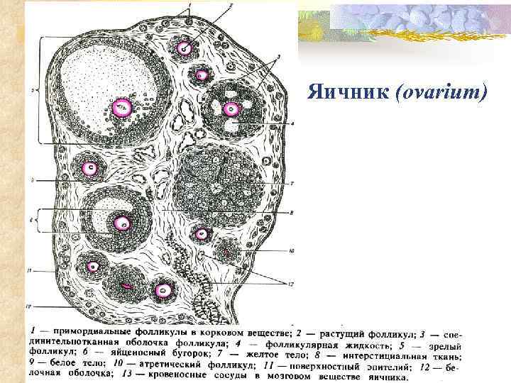 Яичник (ovarium) 