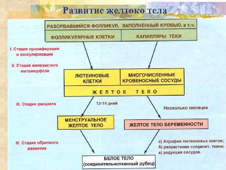 Развитие желтоко тела 