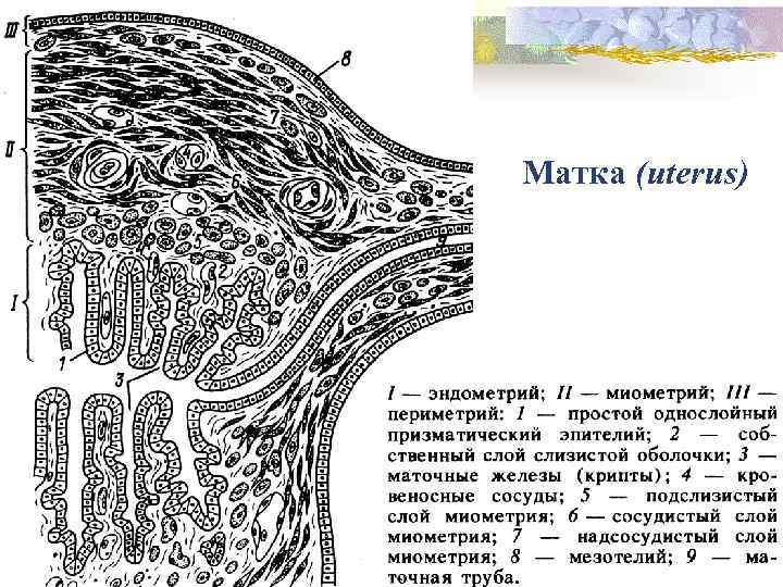 Матка (uterus) 