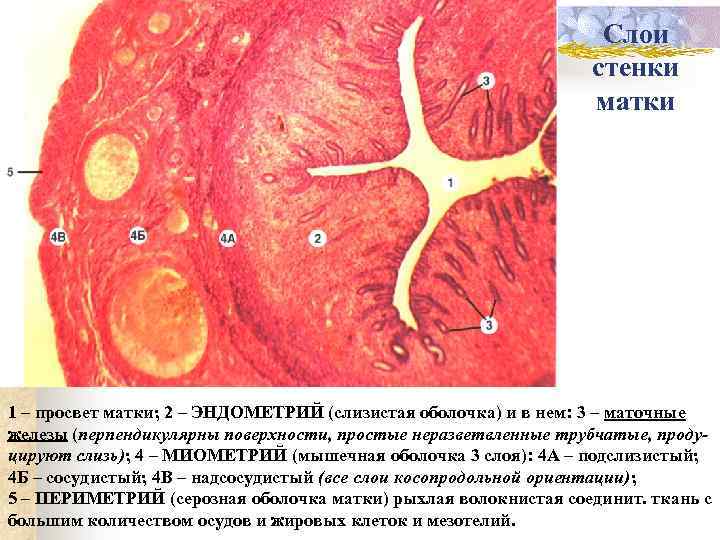 Стенка матки имеет слой