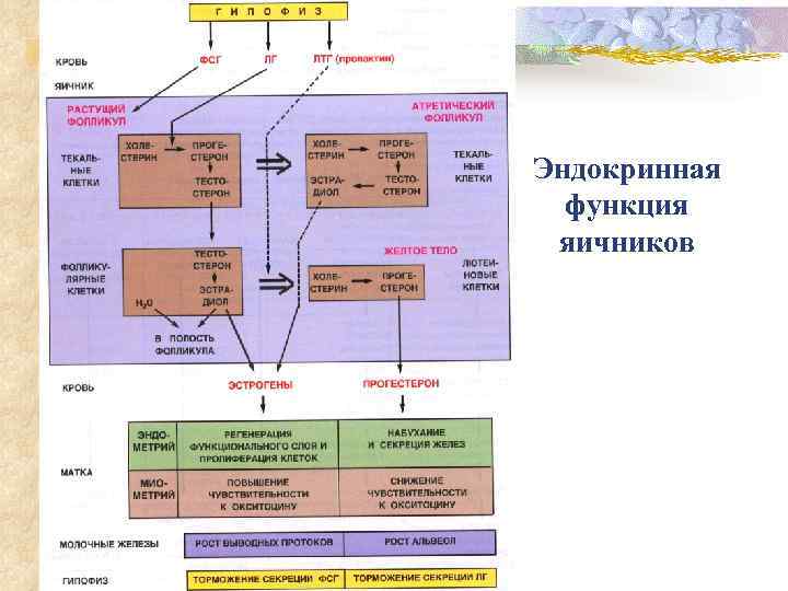 Схема эндокринных функций яичника и их регуляции