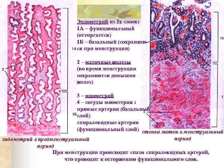 Базальный слой эндометрия