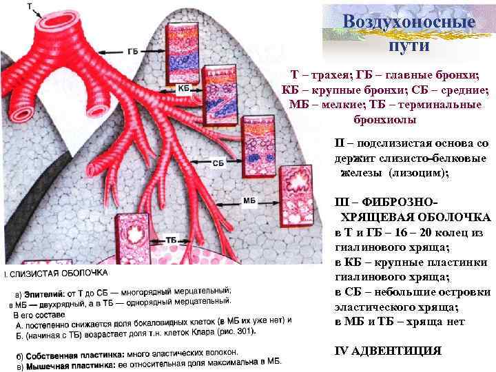 Эпителий воздухоносных путей содержит