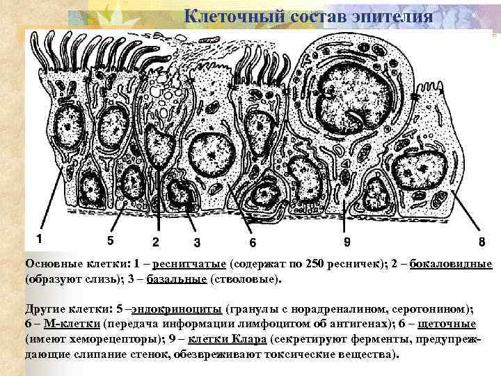 Клеточный состав эпителия Основные клетки: 1 – реснитчатые (содержат по 250 ресничек); 2 –