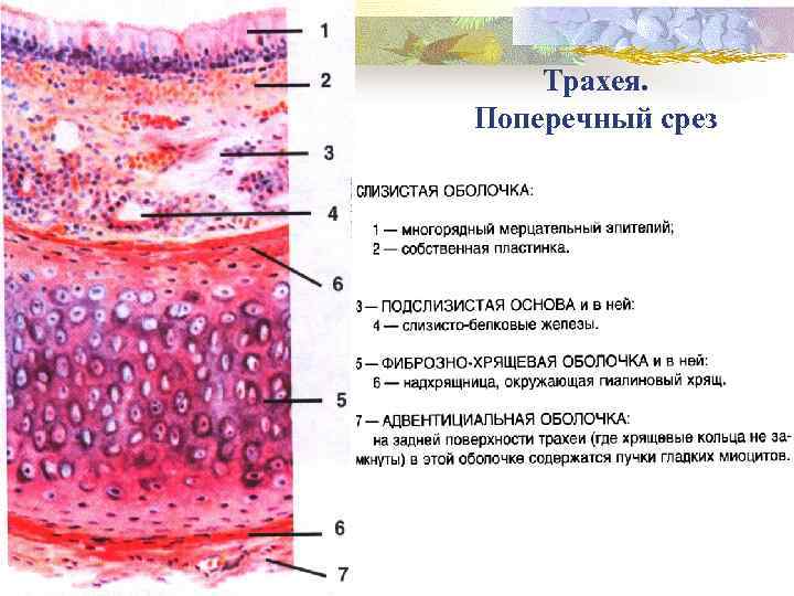 Трахея. Поперечный срез 