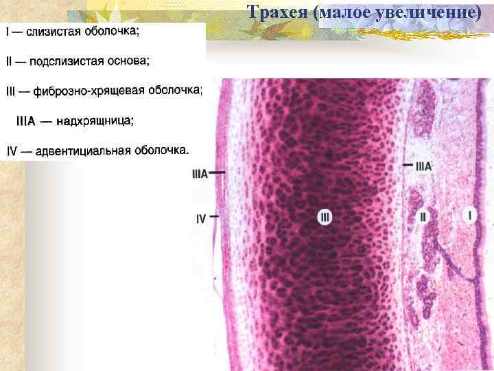 Трахея (малое увеличение) 