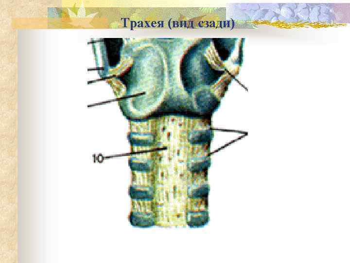 Трахея (вид сзади) 