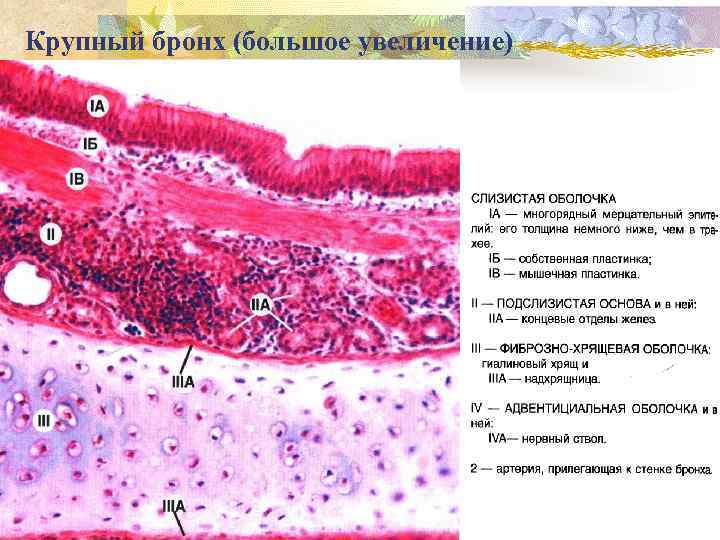 Крупный бронх (большое увеличение) 