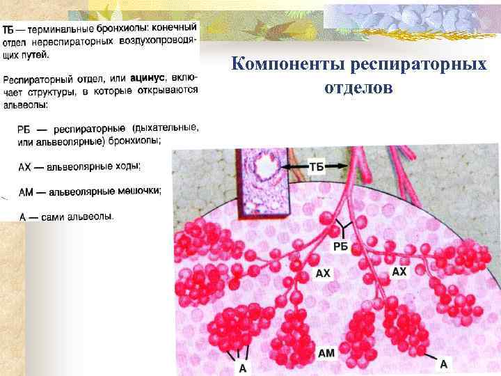 Компоненты респираторных отделов 