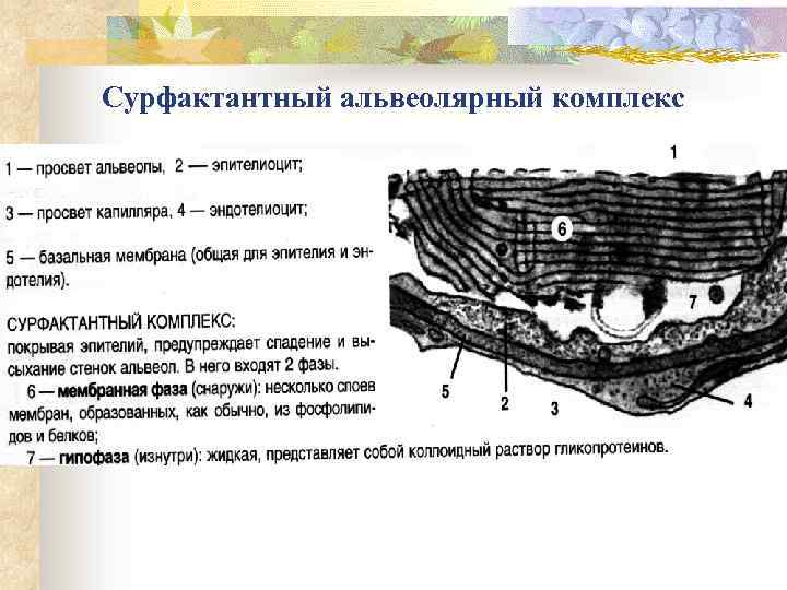 Сурфактантный альвеолярный комплекс 