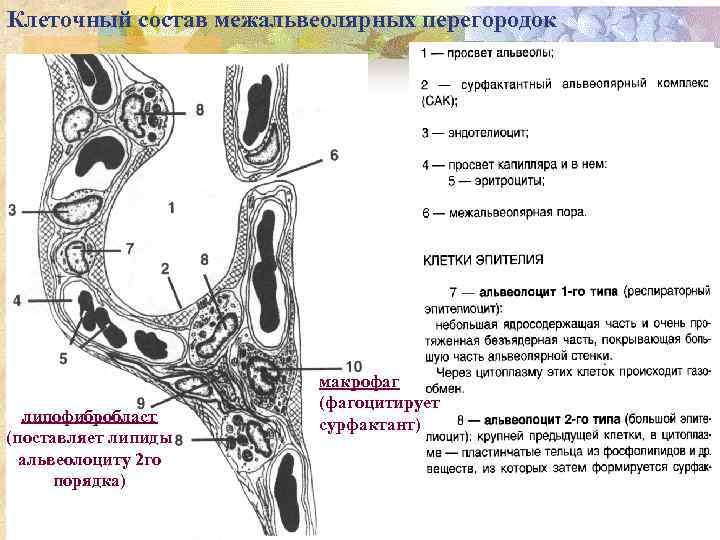 Клеточный состав межальвеолярных перегородок липофибробласт (поставляет липиды альвеолоциту 2 го порядка) макрофаг (фагоцитирует сурфактант)