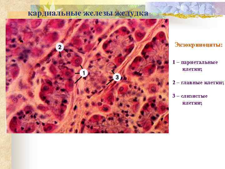 Париетальные клетки желудка