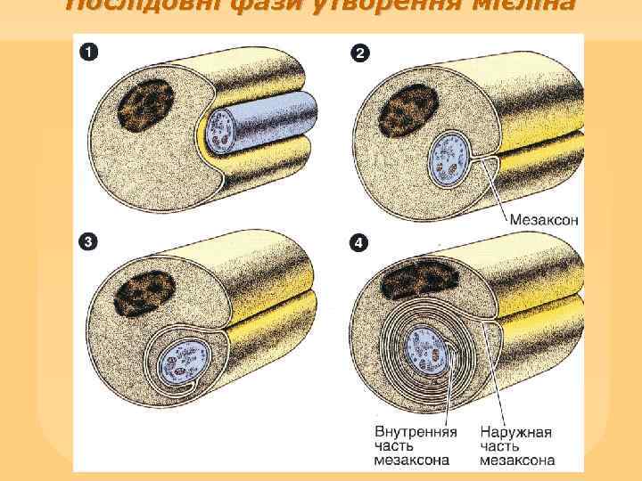 Послідовні фази утворення мієліна 