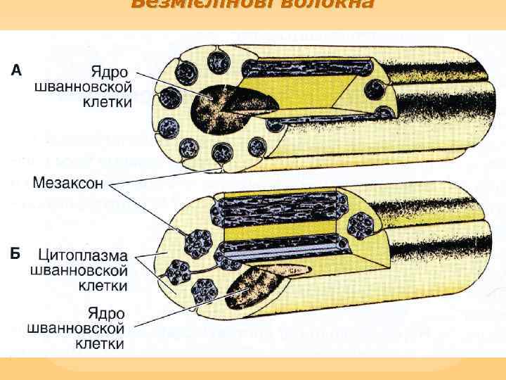 Безмієлінові волокна 