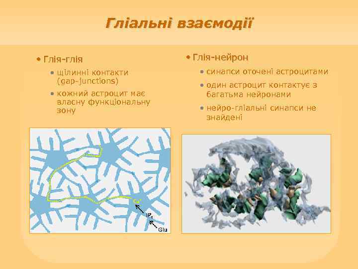 Гліальні взаємодії • Глія-глія • щілинні контакти (gap-junctions) • кожний астроцит має власну функціональну