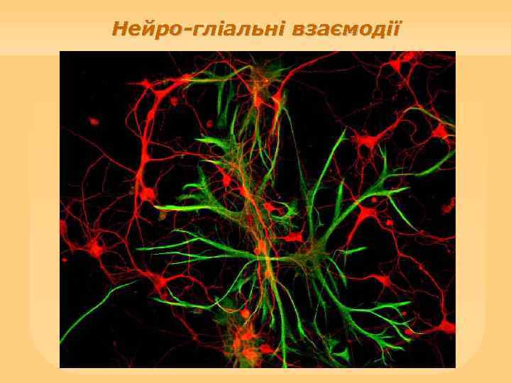 Нейро-гліальні взаємодії 