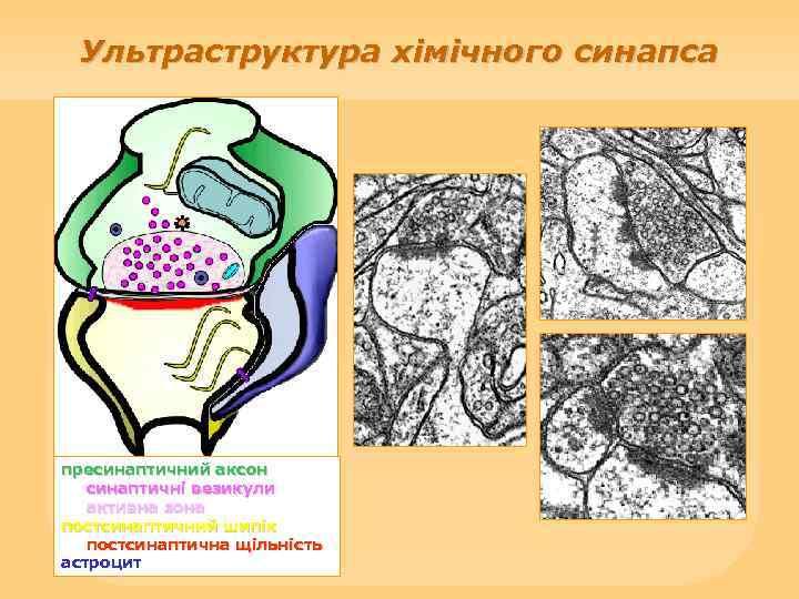 Ультраструктура хімічного синапса пресинаптичний аксон синаптичні везикули активна зона постсинаптичний шипік постсинаптична щільність астроцит