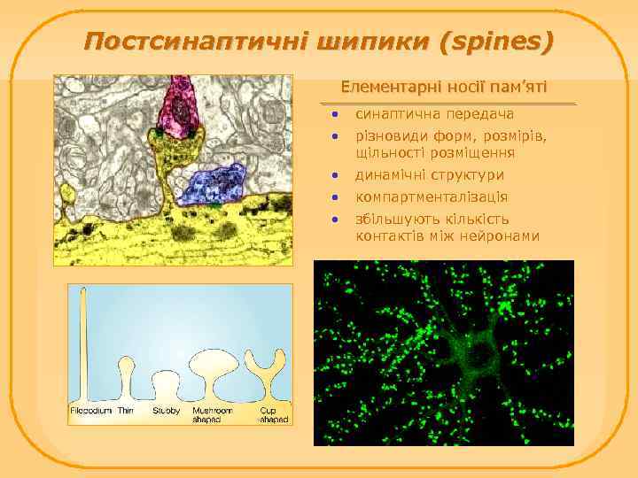 Постсинаптичні шипики (spines) Елементарні носії пам’яті • синаптична передача • різновиди форм, розмірів, щільності