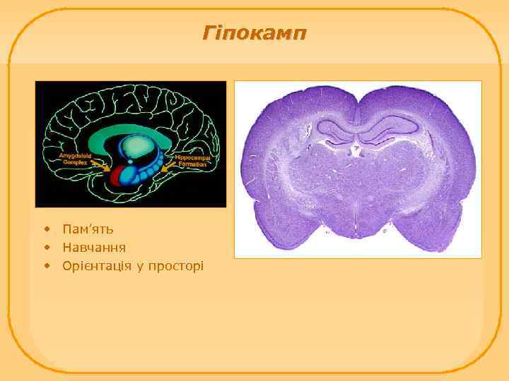 Гіпокамп • Пам’ять • Навчання • Орієнтація у просторі 