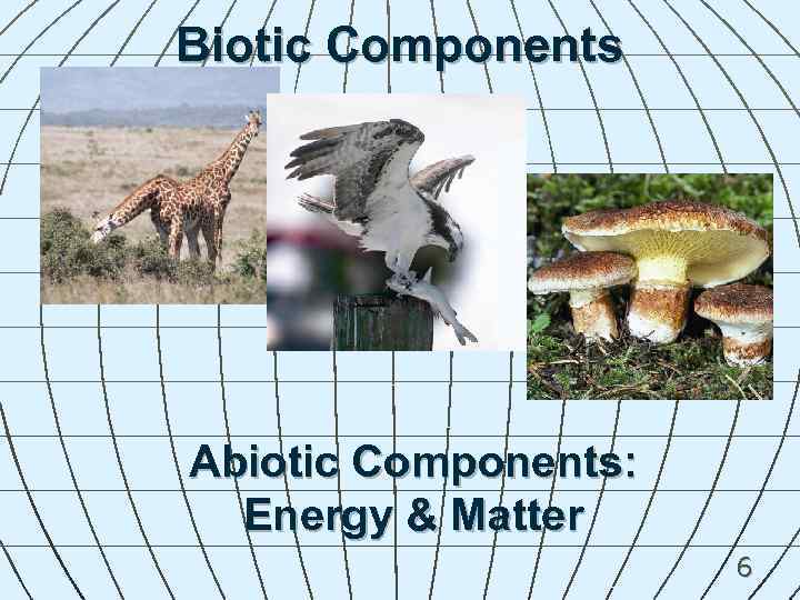 Biotic Components Abiotic Components: Energy & Matter 6 