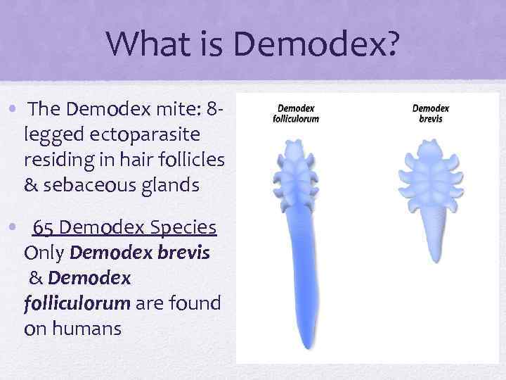 What is Demodex? • The Demodex mite: 8 legged ectoparasite residing in hair follicles