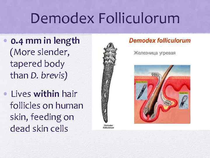 Demodex Folliculorum • 0. 4 mm in length (More slender, tapered body than D.