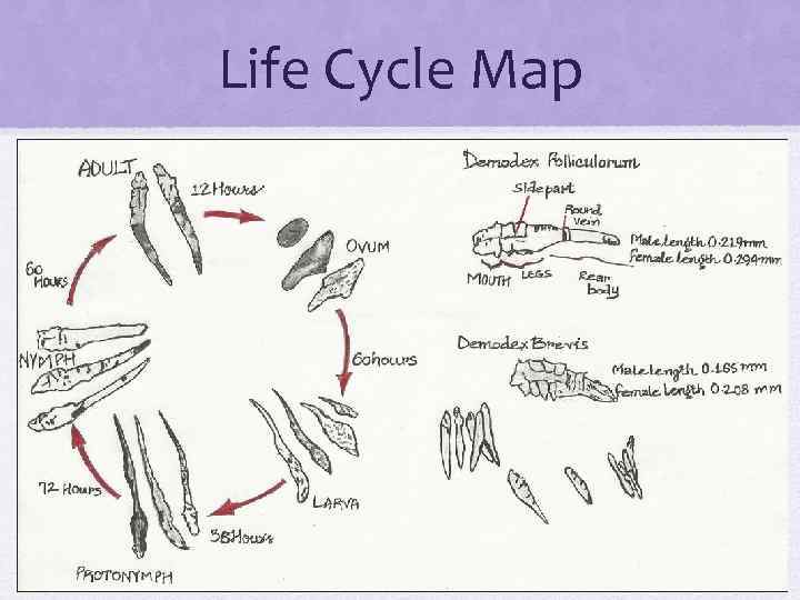 Life Cycle Map 